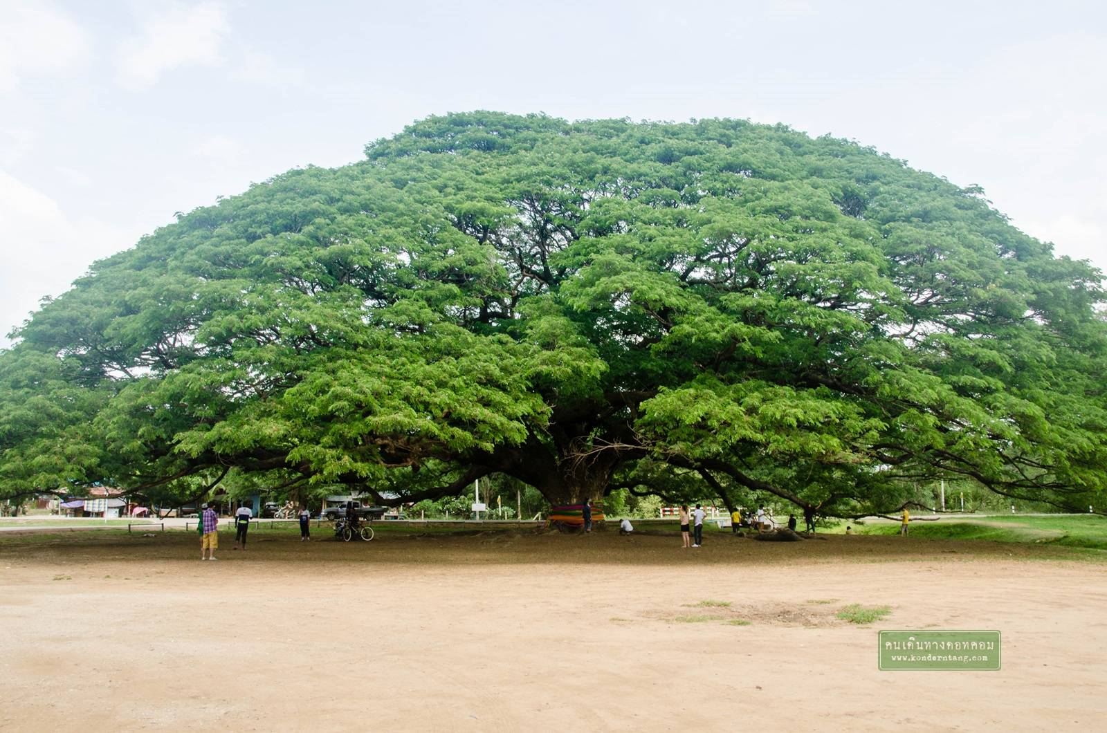 ต้นจามจุรียักษ์ (ก้ามปู) จังหวัดกาญจนบุรี